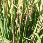 panicles remain within the sheath
